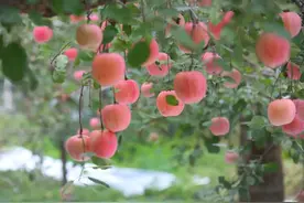 昌平秋色绚烂，一起体验苹果采摘之旅吧图片