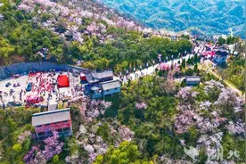 “我从山中来，开出粉红笺”，咸宁近30万亩野樱激活花经济图片