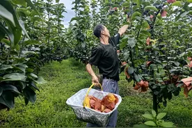 福泉：万亩梨园金果满枝  地标“福泉梨”香飘全国图片