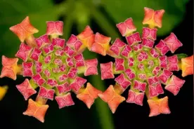 植物数学——神奇的斐波那契数列 | 芳草萋萋图片