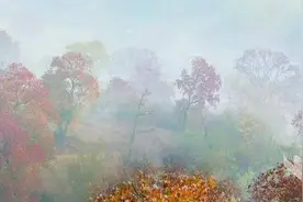 大悟：一片红叶染秋浓图片