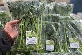 春鲜上市！折耳根迎来强劲“对手”，板蓝根青菜成抢鲜爆款→图片