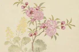 从白菜替身到金色花海：油菜的进击之路图片