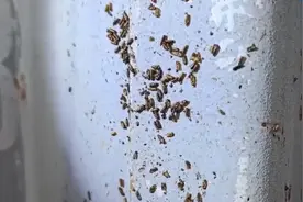 头皮发麻！2300余只！可传播多种疾病图片