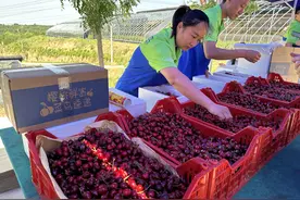 菜鸟速递回应生鲜平价寄：时效控制在48小时内 让成本可控图片