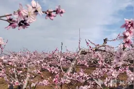 汉川垌塚：千亩花海盛放醉游人图片