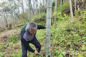 崇阳：深山篾匠王立保 手艺人的“守艺”情怀图片