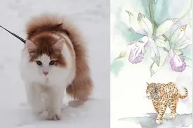 忽而今夏：法国、花和小猫图片