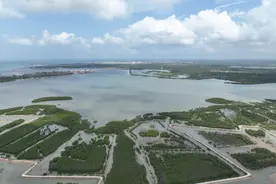 海南儋州：候鸟舞翩跹图片