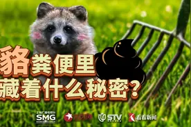 未来之城 | 貉的粪便里藏着哪些秘密？图片