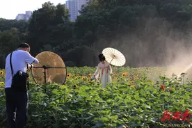 “湘”约国庆①|湖南省植物园10万株向日葵迎国庆图片