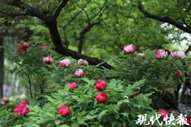 常州市牡丹花展来了！清明期间是最佳观赏期图片