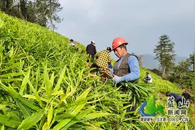 蓝山：高山小黄姜铺就“金色致富路”图片