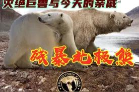 【灭绝巨兽与今天的亲戚】残暴北极熊图片