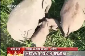 野象家族闹新春！在“大象食堂”吃上了“团圆饭”图片
