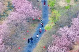 湘潭市岳塘区：樱花绽放迎客来图片