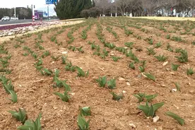 市区再添四处郁金香赏花地 25万株郁金香破土而出，4月上旬陆续开放图片