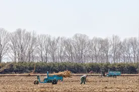 探访延庆春耕，大棚蔬菜批量成熟农户采收忙图片
