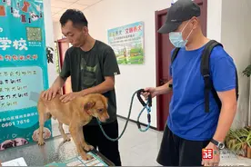 福州流浪犬有了新归宿 领养指南来了图片