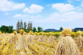 汇龙潭丨光阴里的稻草香图片