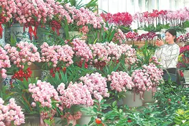 花木之乡肥西 鲜花似锦图片