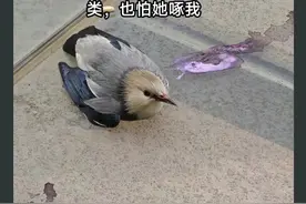 受伤“红嘴鸟”误入武汉居民家，专家：为“三有”保护动物丝光椋鸟，建议联系专业救助机构图片