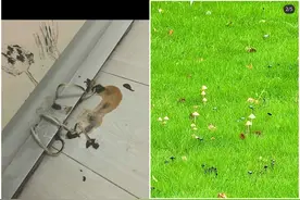 上海网友集中晒“蘑菇”，发出灵魂二连问，主管部门和专家：不要碰！图片