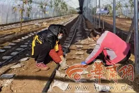 村里通了天然气 草莓园里结硕果 西安市长安区“千万工程”成效多图片