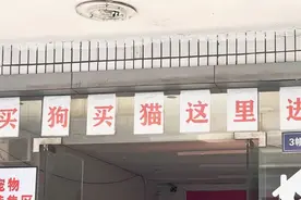 买来的宠物竟是“斗牛犬”！“禁养犬”在上海销售渠道广泛，办证还有套路？图片
