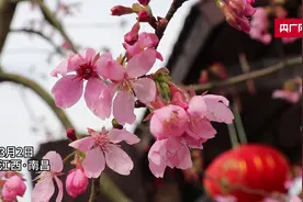 发现春之美｜又到樱花季 满眼皆粉红图片