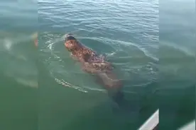 大连：出海钓鱼竟巧遇国家一级保护动物斑海豹图片