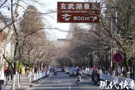 “微微开”！3月19日南京鸡鸣寺路樱花开成这样图片