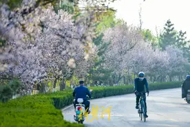 黄河数十公里河堤变身“樱花大道”| AI播泉城图片