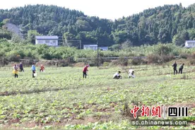 资阳安岳：秋播秋种正当时 农忙绘出好“钱”景图片