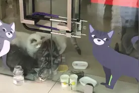辽宁一宠物店因与商场经济纠纷数百只动物无人喂养？多方回应图片