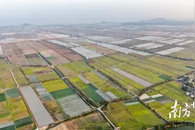 “广东第一田”里丰收忙，台山闯出新“稻”路图片