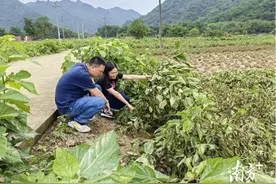 桑园涝后如何减损复产？专家建议采取这些措施图片