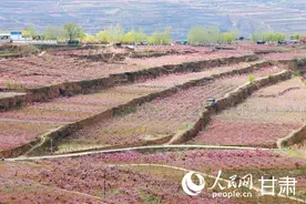 甘肃秦安：万亩桃花竞相绽放 灿若云霞迎客来图片