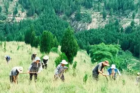 济南市钢城区：雨季造林正当时 千亩新绿绘就生态画卷图片