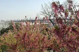 武汉龟山公园300余株樱花进入盛花期，旅拍团队称近一周订单爆满图片