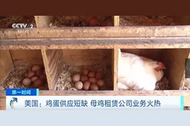 价格飙涨！美国鸡蛋价格逼近历史最高水平，特朗普：和我无关图片