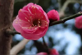 又到一年赏花时！浙江各地推出赏花文旅市集图片