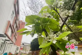 成都武侯四十幼幸福的四季时光：有“梨”才是幸福的一天图片