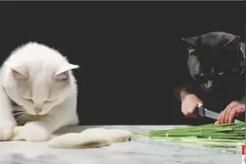 让猫咪包饺子?AI视频生成“翻车”:有的猫爪变人手 有的“偷感”十足图片