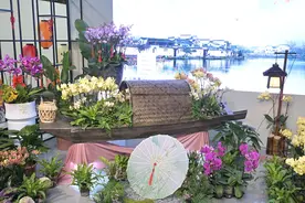年宵花展：兰韵雅集，绽放岁末芳华图片
