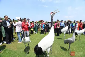 春明媚 观鹤舞图片