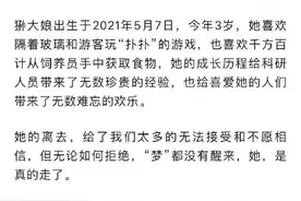 兔狲“狲大娘”因病死亡图片