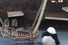 在线做起了仰卧起坐 大熊猫花花疯狂整活图片