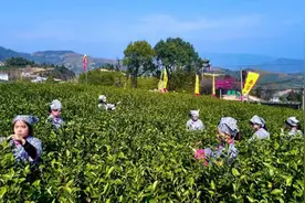 浙江绿茶今开采，西湖龙井3月中旬可品图片