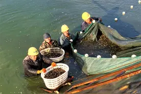 山东乐陵：废旧池塘养泥鳅 拓宽乡村振兴路图片